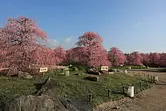 鈴鹿の森庭園のしだれ梅