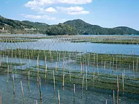あおさのりの養殖風景①