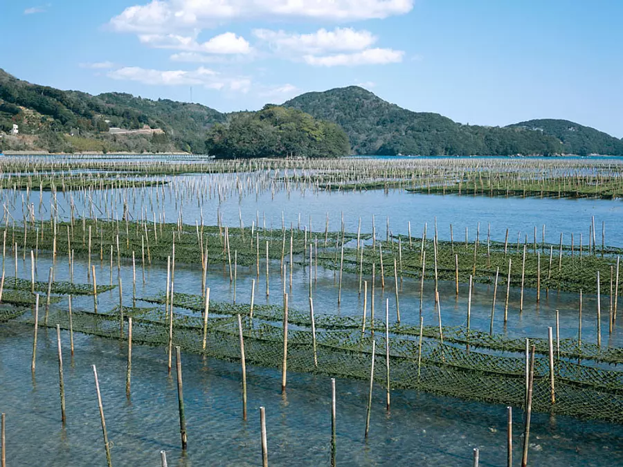 あおさのりの養殖風景①
