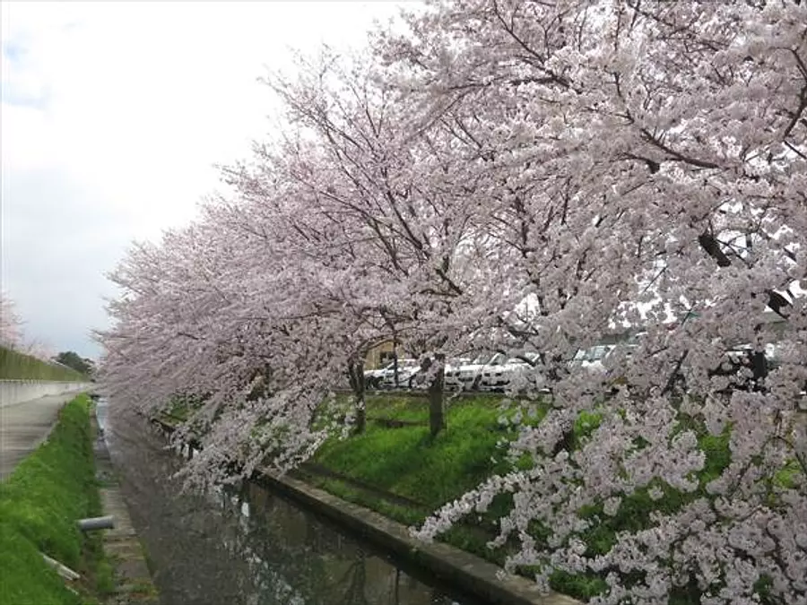 ソメイヨシノ 桜並木 ライトアップ