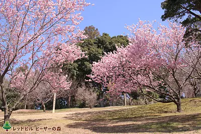 桜を楽しむ レッドヒル ヒーサーの森