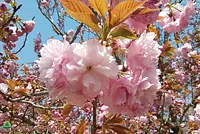 八重咲き品種の関山(カンザン)（2017年4月16日 撮影）