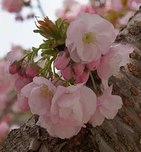 横輪桜まつり