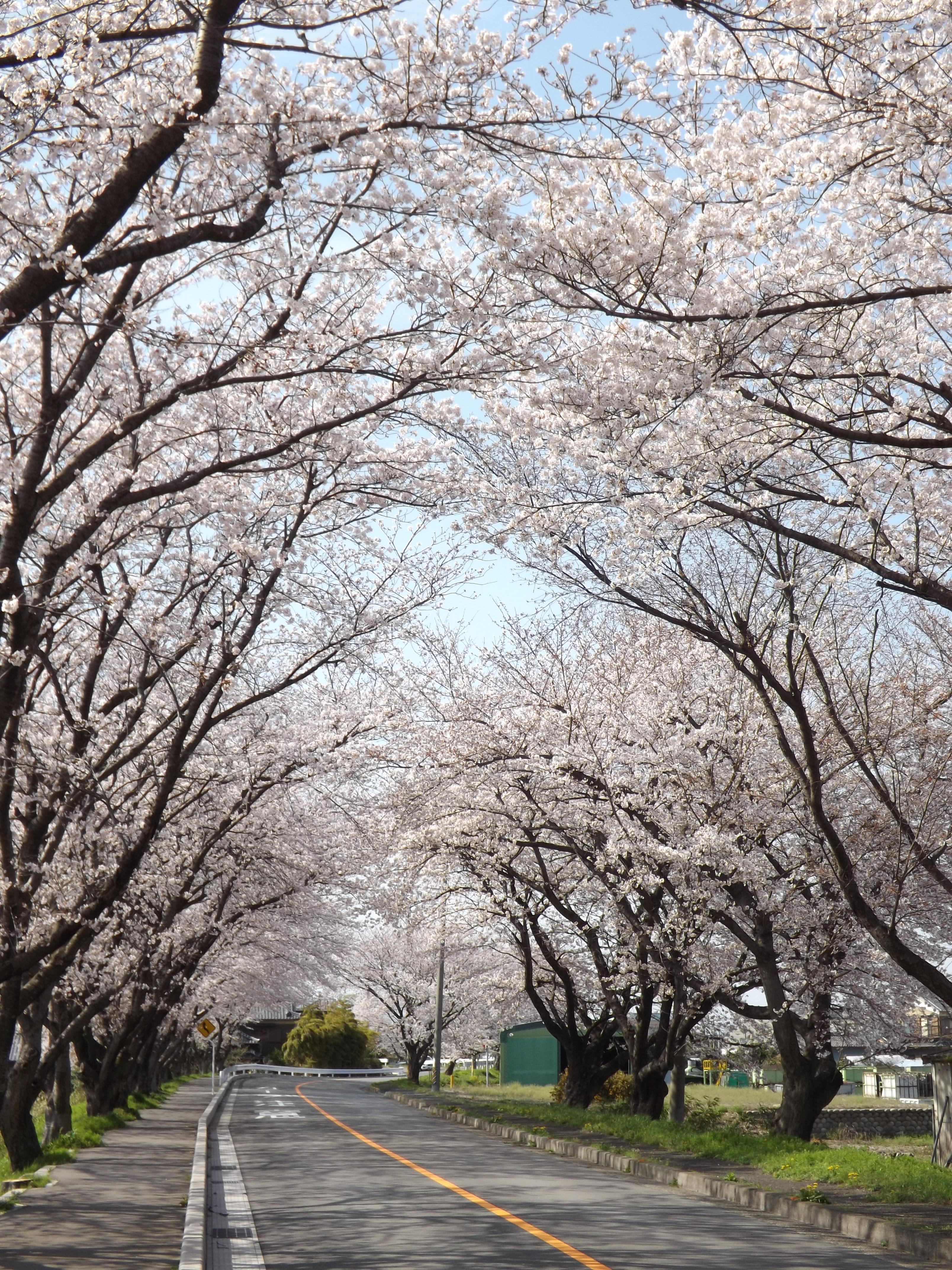 春の風物詩「桜のトンネル」