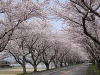 木曽岬町の名所「桜のトンネル」