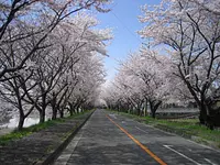 「桜のトンネル」