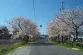 東海道桜並木