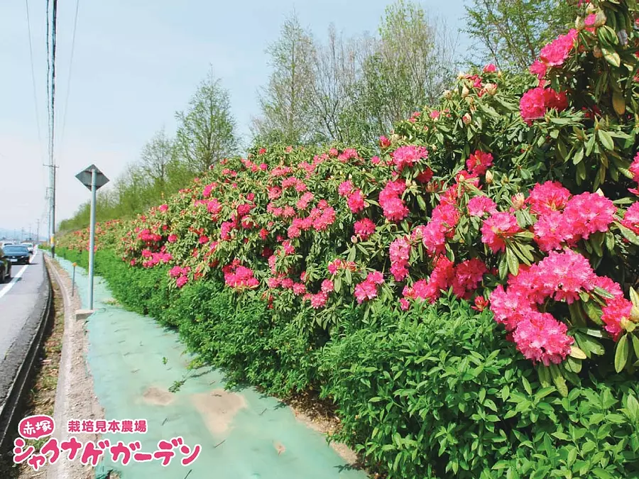 県道沿いに咲くシャクナゲ