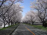 【2022年の祭りは中止】鍋田川堤桜並木