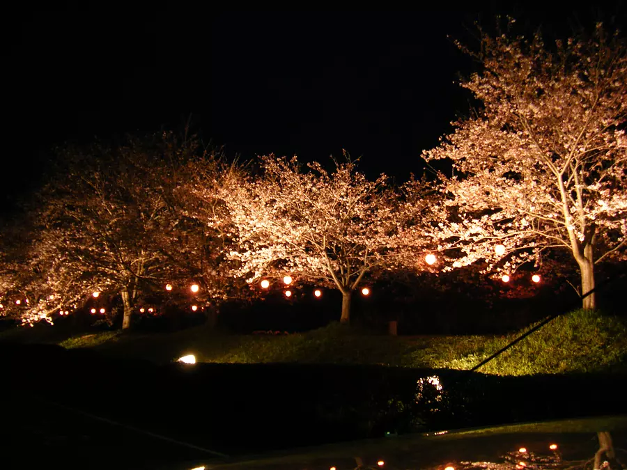 【花】中村川桜づつみ公園の桜