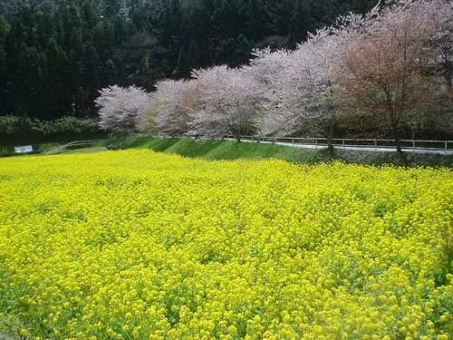 榊原温泉の桜　【花】