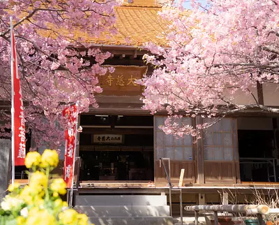 春を先取り！早春の陽ざしに映えるてんれい桜が美しい「大慈寺」