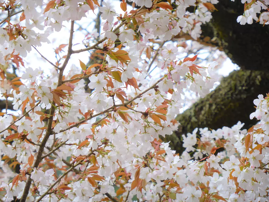 みえの樹木百選の桜