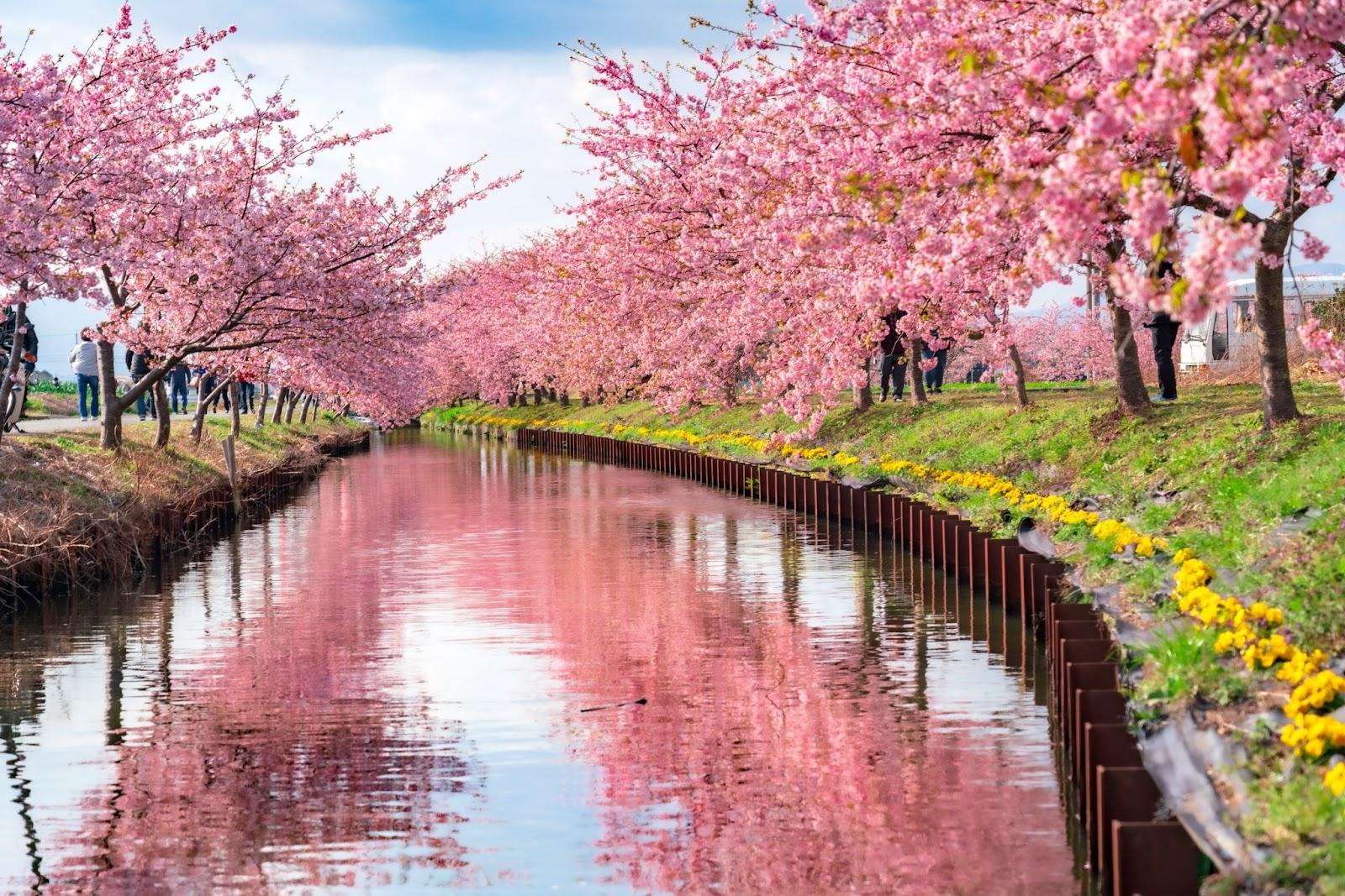 笠松河津桜ロードは春の絶景