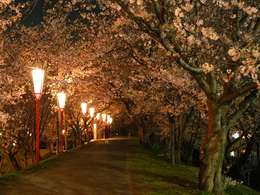 宮川堤の夜桜