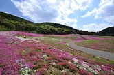 【2022年は終了】志摩市観光農園の芝桜とネモフィラ