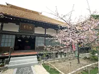 大慈寺とてんれい桜