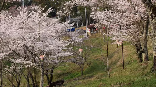 桜山公園のさくら
