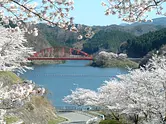 青蓮寺湖畔の桜