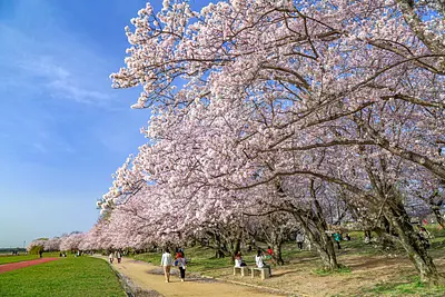 宮川堤の桜は圧巻の桜並木！駐車場やライトアップ、開花の時期を紹介