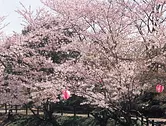 【2022年の祭りは中止】津偕楽公園の桜