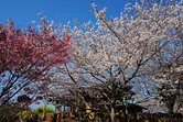 【2022年の祭りは中止】横山の桜