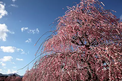 春の花の始まりはしだれ梅から。続いて、桜、シャクナゲ、バラ…と赤塚植物園は一年中 花盛り！
