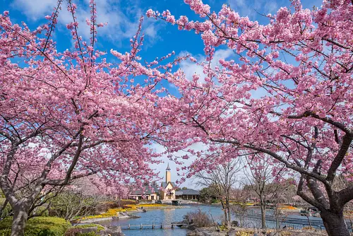 河津桜からソメイヨシノへ「桜」のリレーが4月まで続きます