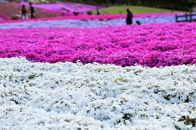 志摩市観光農園 芝桜公園をご紹介♪4月に楽しめる花の名所に行ってきました【取材日：2018年4月】