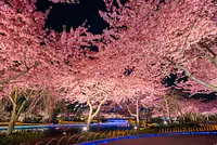 早咲きの河津桜からソメイヨシノまで！夜桜 ＆ イルミネーション！