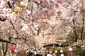 霊山寺の桜