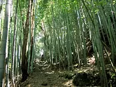 波田須の道・大吹峠の竹林