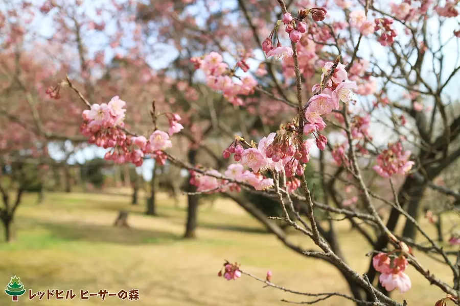 早咲きの桜（2020年2月19日撮影）