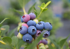 Sakura Berry's Garden