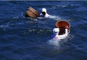 ミキモト真珠島