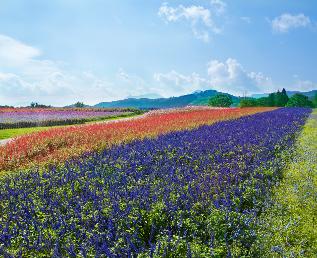メナード青山リゾート