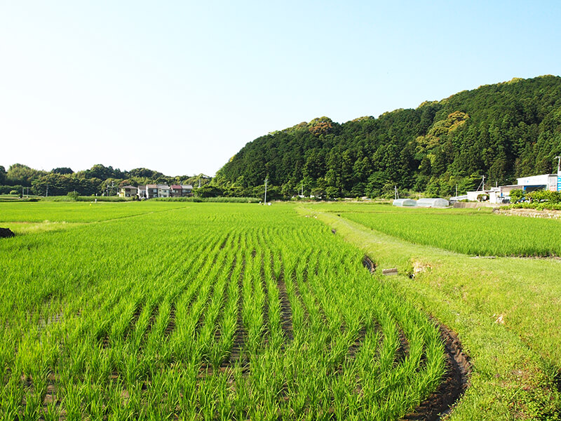 家の前に広がるのはお父さんの田んぼ