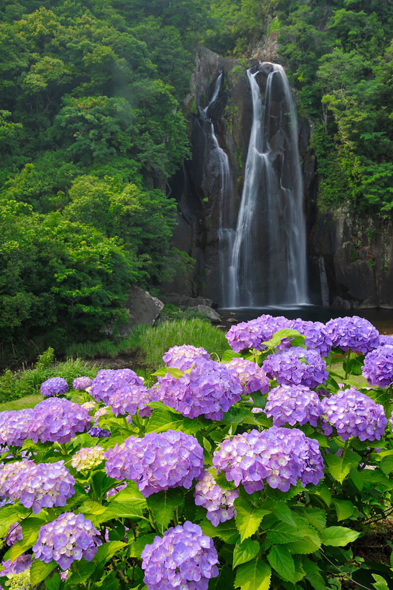 A soothing landscape of hydrangeas and waterfalls