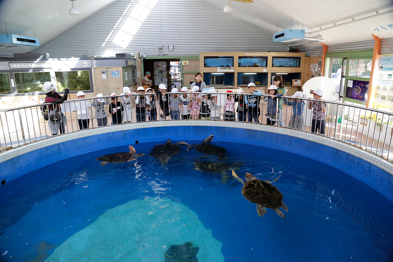 道の駅　紀宝町ウミガメ公園　ふれあいパーク