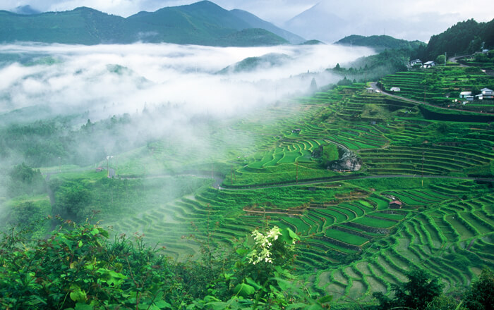 丸山千枚田