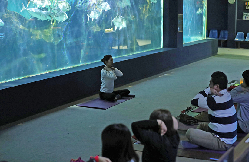 Early morning Meotoiwa(rocksofthemarriedcouple) yoga experience and contact aquarium