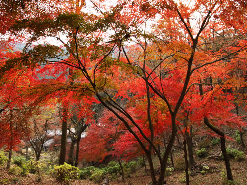 木の館　豊寿庵