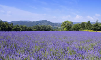 美と癒しの旅　伊勢神宮と伊賀をめぐる
