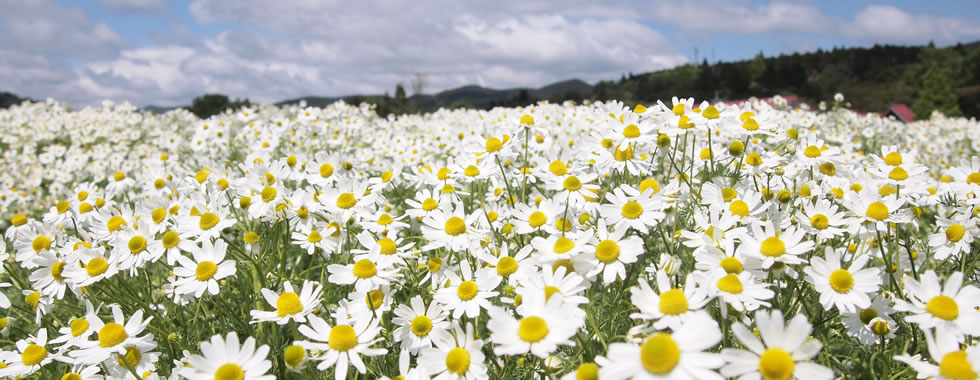 ラベンダー、カモミール、セージetc.,…一面の花畑から季節のハーブが風に香ります。