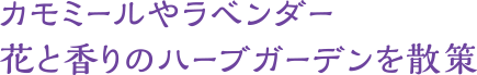 カモミールやラベンダー　花と香りのハーブガーデンを散策
