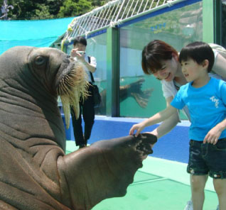 Touch the sea animals! &quot;Ise Sea Paradise&quot;