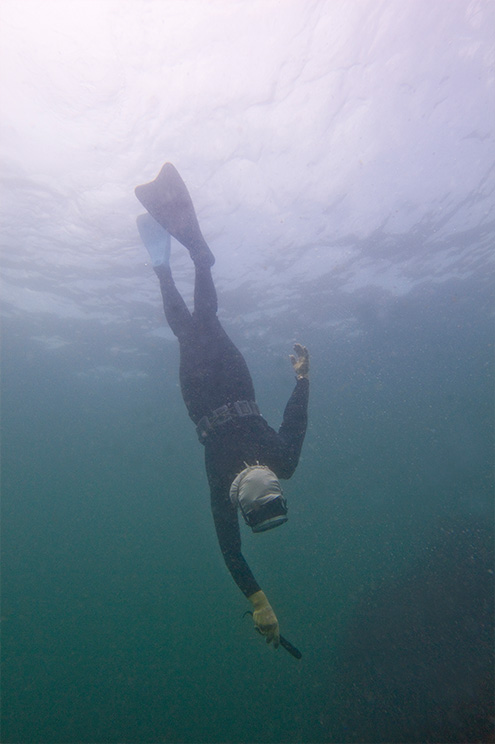 伊勢神宮と海女をつなぐもの。