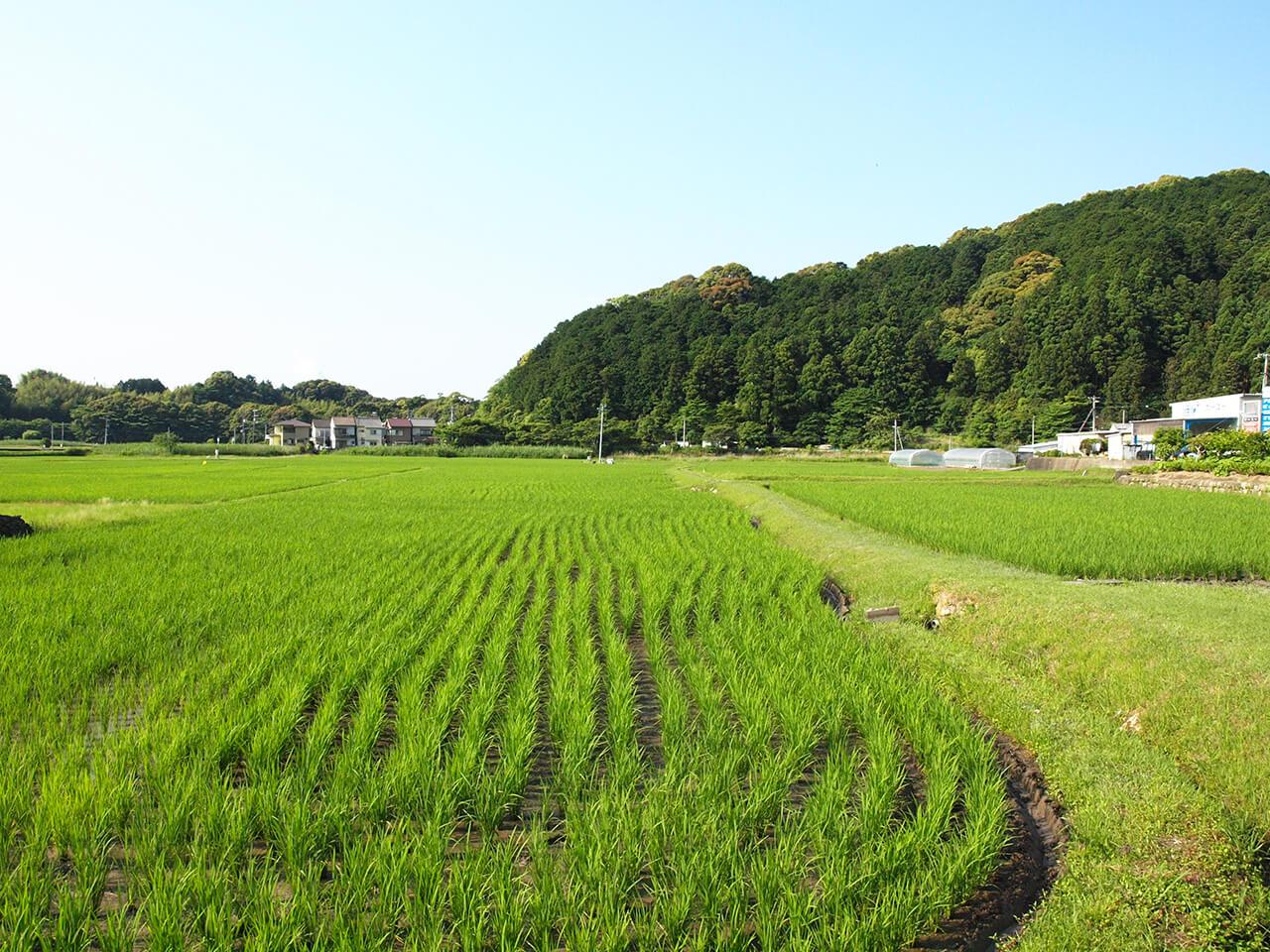 農家民宿付近の田園風景