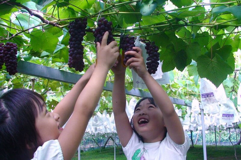 青蓮寺湖 果物狩り
