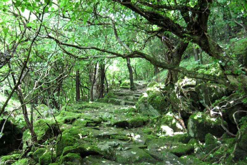 森林セラピー基地